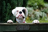 Dog spot photo