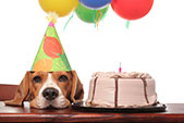 Barking Mad is celebrating 10 years of providing home from home pet care.