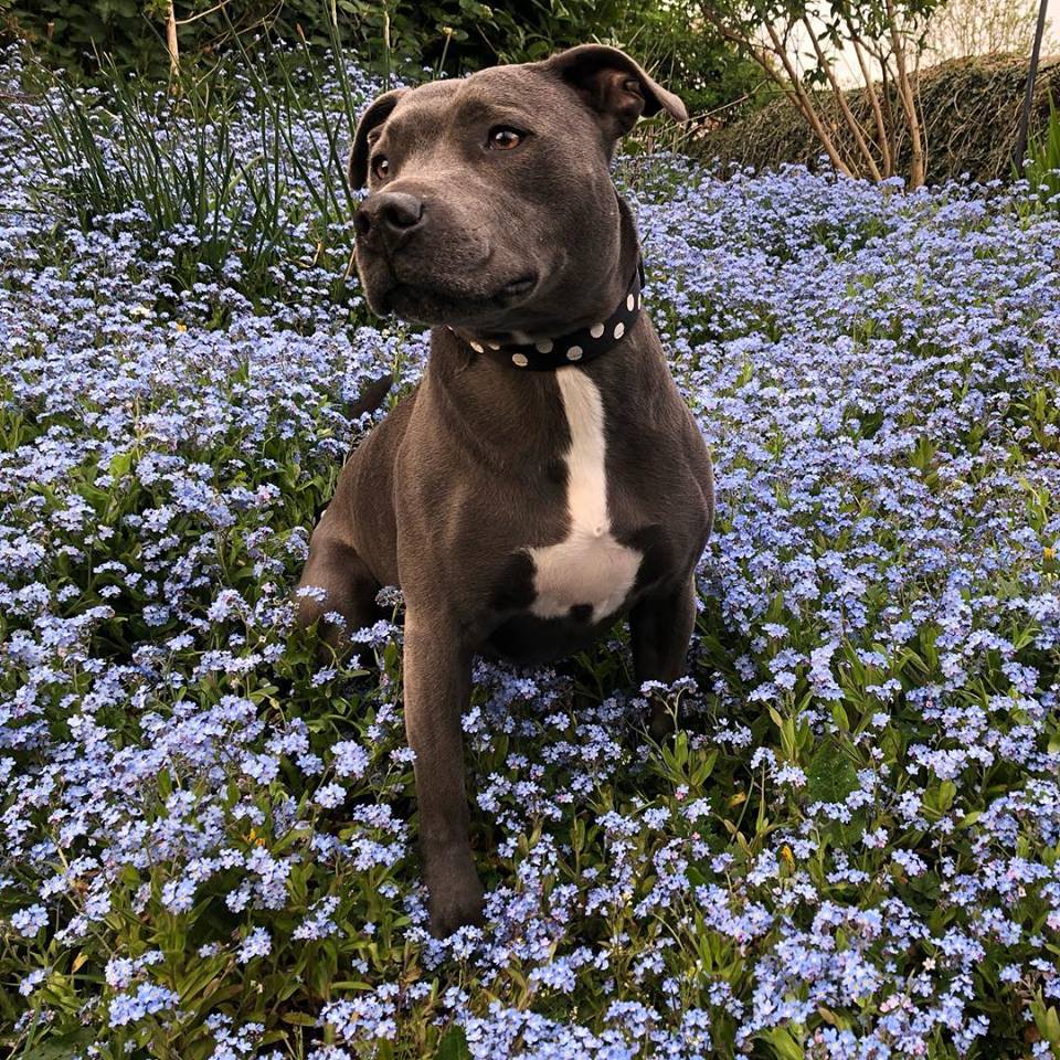 Owning a Staffordshire Bull Terrier: Guide | Barking Mad