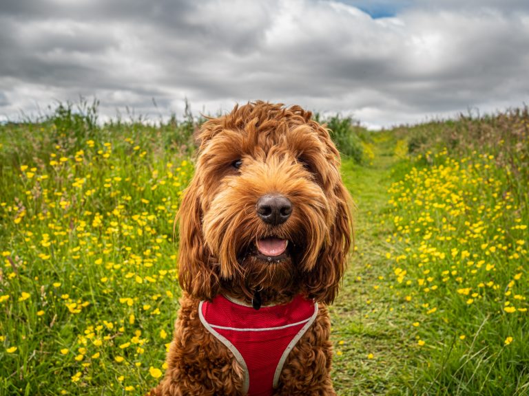 Cockapoo Puppy In A Field