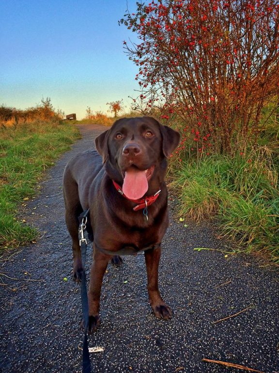 Dog Enjoying The Cheshire Countryside With Barking Mad dog sitters