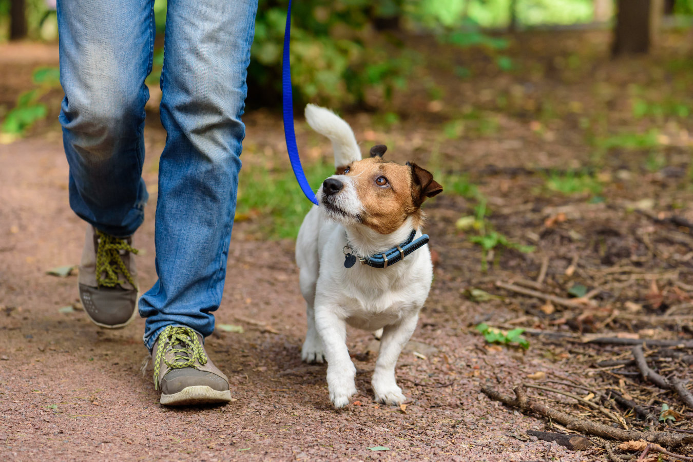 Exploring the Therapeutic Benefits of Dogs for Mental Health