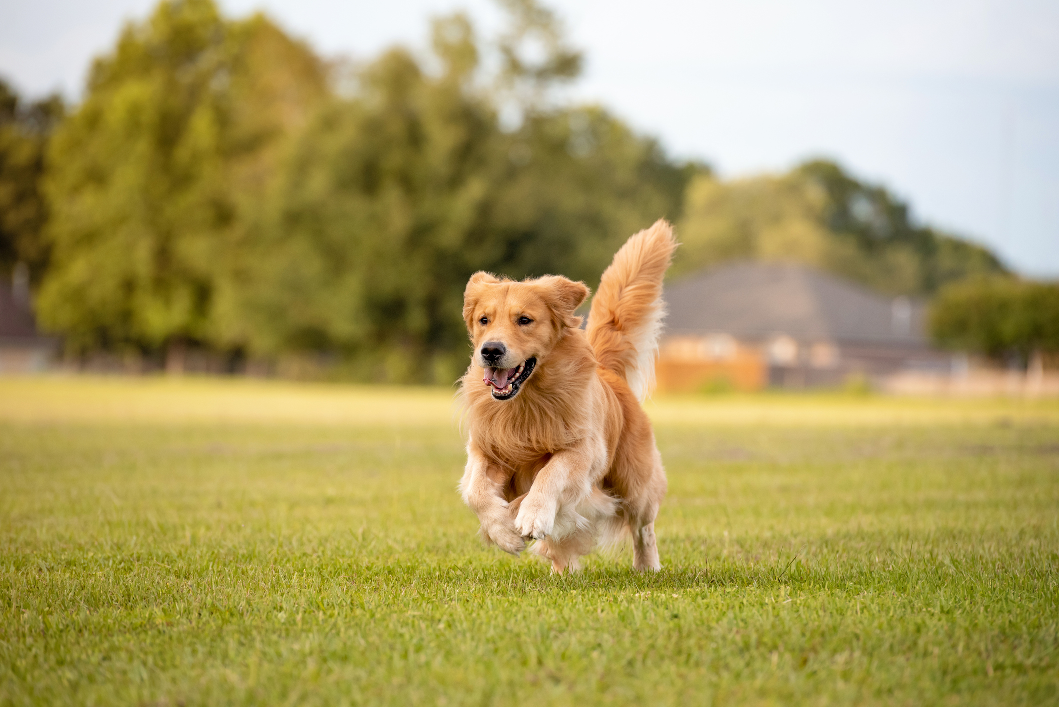 Single coat 2024 golden retriever